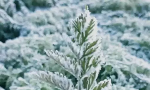 ஊட்டியில் கொட்டி தீர்க்கும் உறைபனி- 2 டிகிரி செல்சியஸ் வெப்பநிலை பதிவு