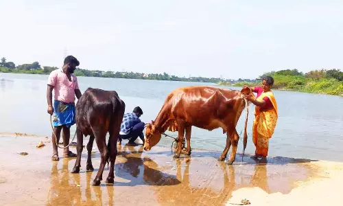 மஞ்சுவிரட்டுக்கு மாடுகளை தயார் செய்யும் விவசாயிகள்