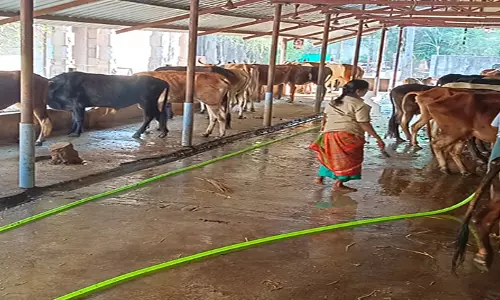 இன்று மாட்டு பொங்கல் மாடுகளை குளிப்பாட்டி மஞ்சள் பூசி வணங்கிய மக்கள்