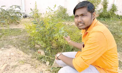 மரங்களை நடுவது நிலையான தர்மத்திற்கு நிகரானது