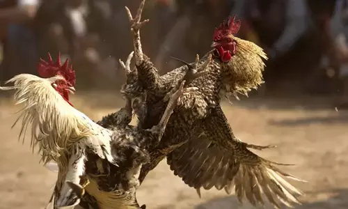 சேவல் சண்டையில் ஈடுபட்டவர் சிறையில் அடைப்பு