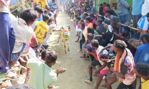 மாடு விடும் விழாவில் சீறிப்பாய்ந்த காளைகள்