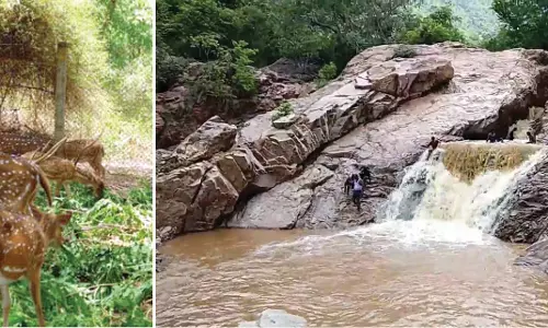 காணும் பொங்கலையொட்டி அமிர்தி பூங்காவில் நாளை பலத்த பாதுகாப்பு