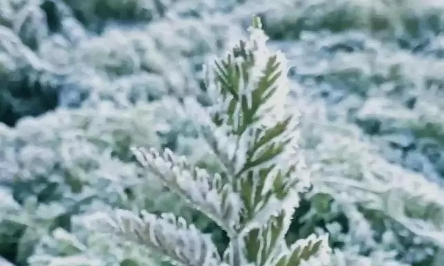 நீலகிரி, கோவை மலைப்பகுதிகளில் உறைபனிக்கு வாய்ப்பு- வானிலை ஆய்வு மையம் தகவல்