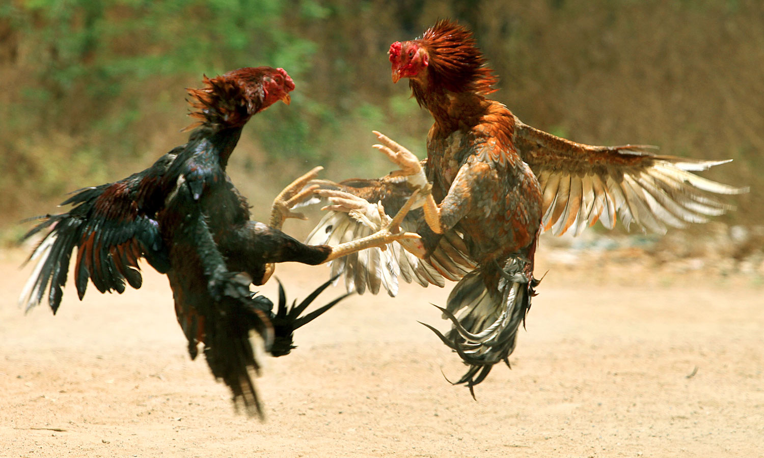 ஆந்திராவில் தடையை மீறி நடந்த சேவல் சண்டையின்போது கத்தி வெட்டி 2 பேர் பலி