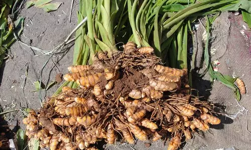 புதுவை மத்திய ஜெயிலில் கைதிகள் பயிரிட்ட மஞ்சள் அறுவடை