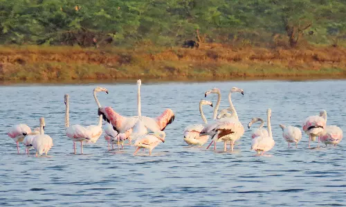 மணக்குடி காயல் பகுதியில் வெளிநாட்டு பறவைகள் குவிந்தது