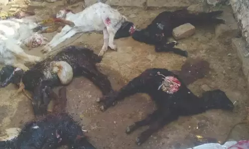 உடுமலை பகுதியில் மர்ம விலங்கு கடித்து 18 ஆடுகள் உயிரிழப்பு