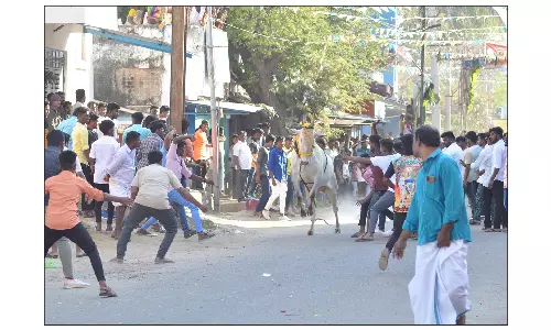 கிருஷ்ணகிரி மாவட்டத்தில்எருது விடும் விழா