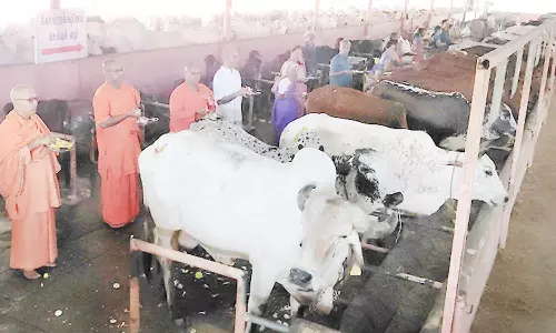 கோவிந்தபுரம் பாண்டுரங்கன் கோவிலில் 1000 பசுக்களுக்கு கோபூஜை