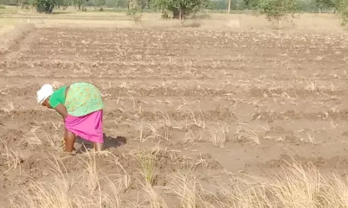 பருத்தி நடவுப்பணியில் விவசாயிகள் தீவிரம்