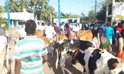 போஸ்டர் அடித்து பசுவை மட்டுமே வைத்து பொங்கல் கொண்டாட்டம்