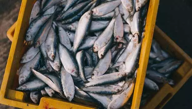 குளச்சலில் மீன் வரத்து குறைந்தது- மீனவர்கள் ஏமாற்றம்