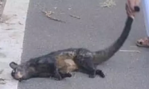 கொடைக்கானல் அருகே வாகனம் மோதி அரியவகை மரநாய் பலி