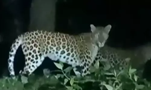 வால்பாறையில் வீட்டு பூனையை கொன்று வாயில் கவ்வி சென்ற சிறுத்தை