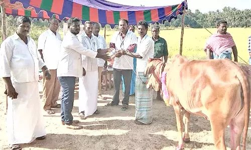 சிறப்பு கால்நடை முகாம்