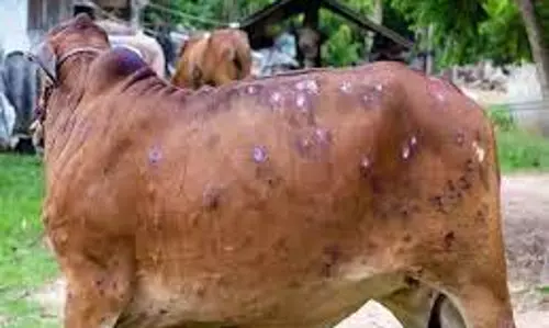 கால்நடைகளை தாக்கும் அம்மை நோயால் விவசாயிகள் கவலை