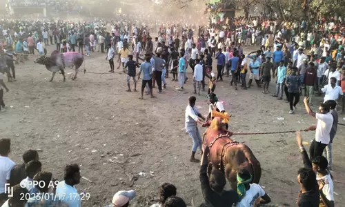 தாரமங்கலம் பகுதியில் எருதாட்டம் கோலாகலம்