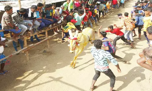 குடியாத்தம் அடுத்த வீ.மத்தூர் கிராமத்தில் 108-ம் ஆண்டாக காளை விடும் விழா