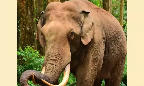 கேரளாவில் காட்டு பகுதியில் சுற்றி திரியும் படையப்பா யானை பெயரில் வாட்ஸ் அப் குழு