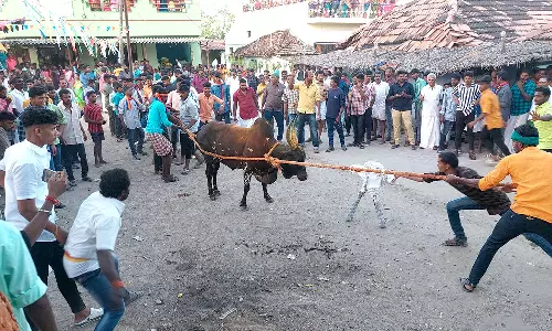 கடத்தூரில் பாரம்பரிய எருது விடும் திருவிழா