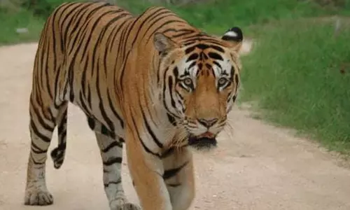 வயநாடு பகுதியில் புலி தாக்கி 2 மாடுகள் பலி