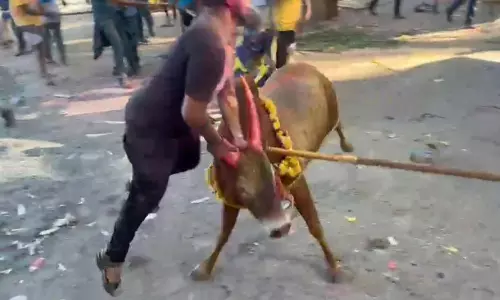 மாடு குத்தி தூக்கியதில் 2 பேர் காயம்