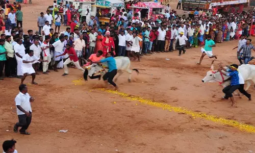 பெரிய நாயக்கனூர் கோவிலில் மாடுகள் பூ தாண்டும் போட்டி