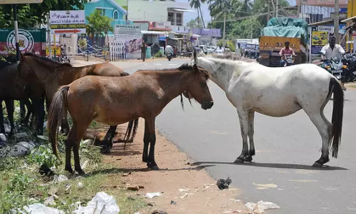 அந்தியூர் பகுதியில் குதிரை தாக்கி பெண் படுகாயம்