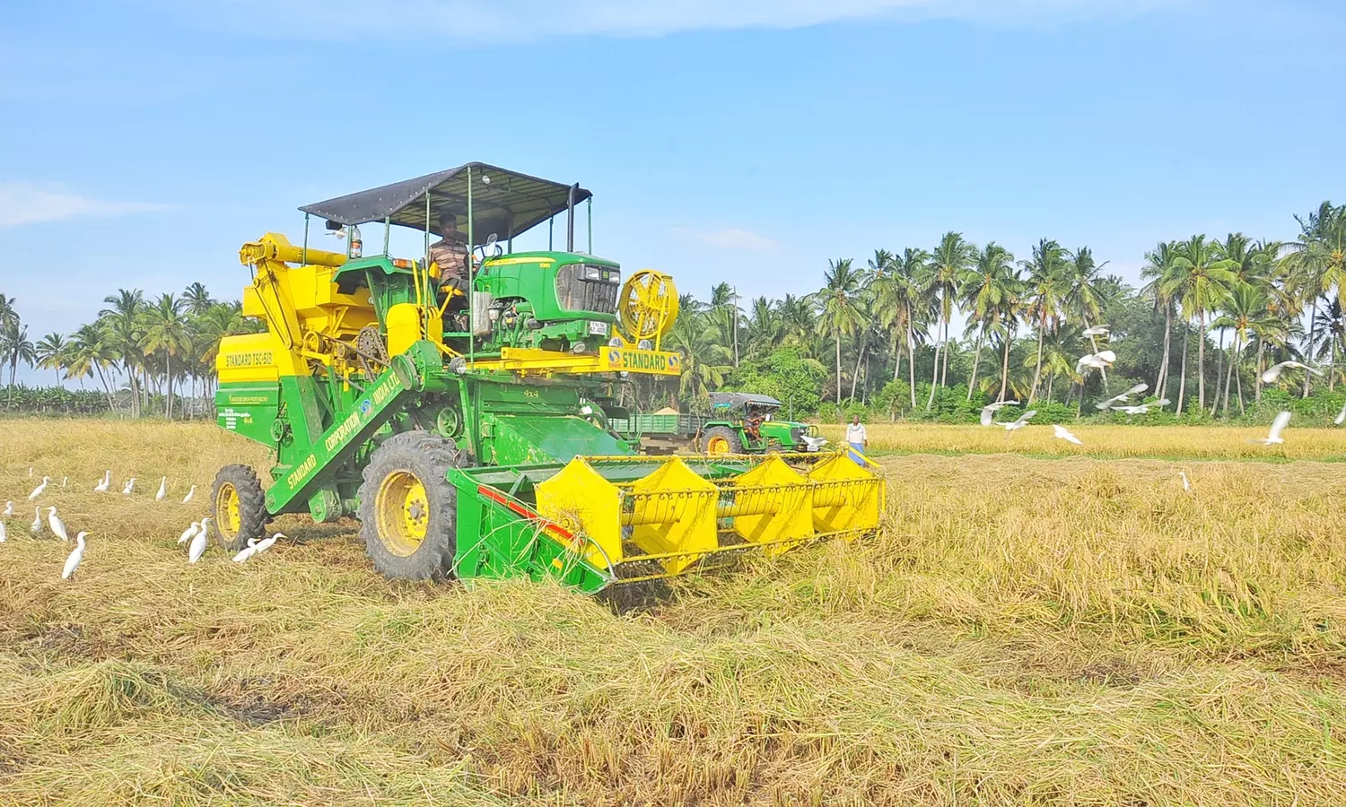 சுசீந்திரம் பகுதியில் கும்பப்பூ அறுவடை தொடங்கியது