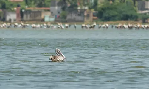 கொரட்டூர் ஏரியில் பறவைகளை கண்காணிப்பது புதிய பொழுதுபோக்காக மாறுகிறது