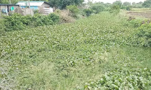 திருநகரி வடிகால் வாய்க்காலை தூர்வார பொதுமக்கள் வலியுறுத்தல்