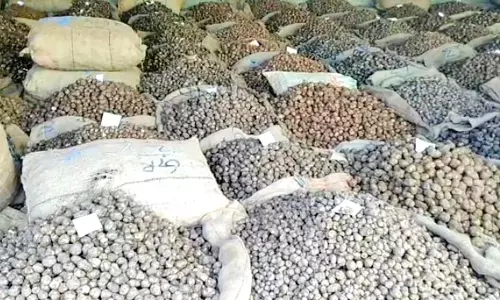 தென்காசி மாவட்டத்தில் சிறு கிழங்கு விலை வீழ்ச்சி