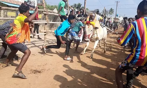 எருது விடும் விழாவில் ஓடும் பாதையில் மூச்சு திணறி காளை சாவு