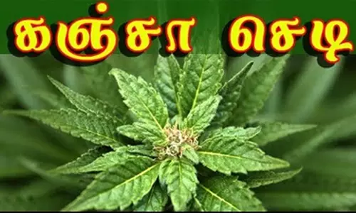 கோழி தீவன அரவை ஆலையில் பயிரிடப்பட்ட கஞ்சா செடி