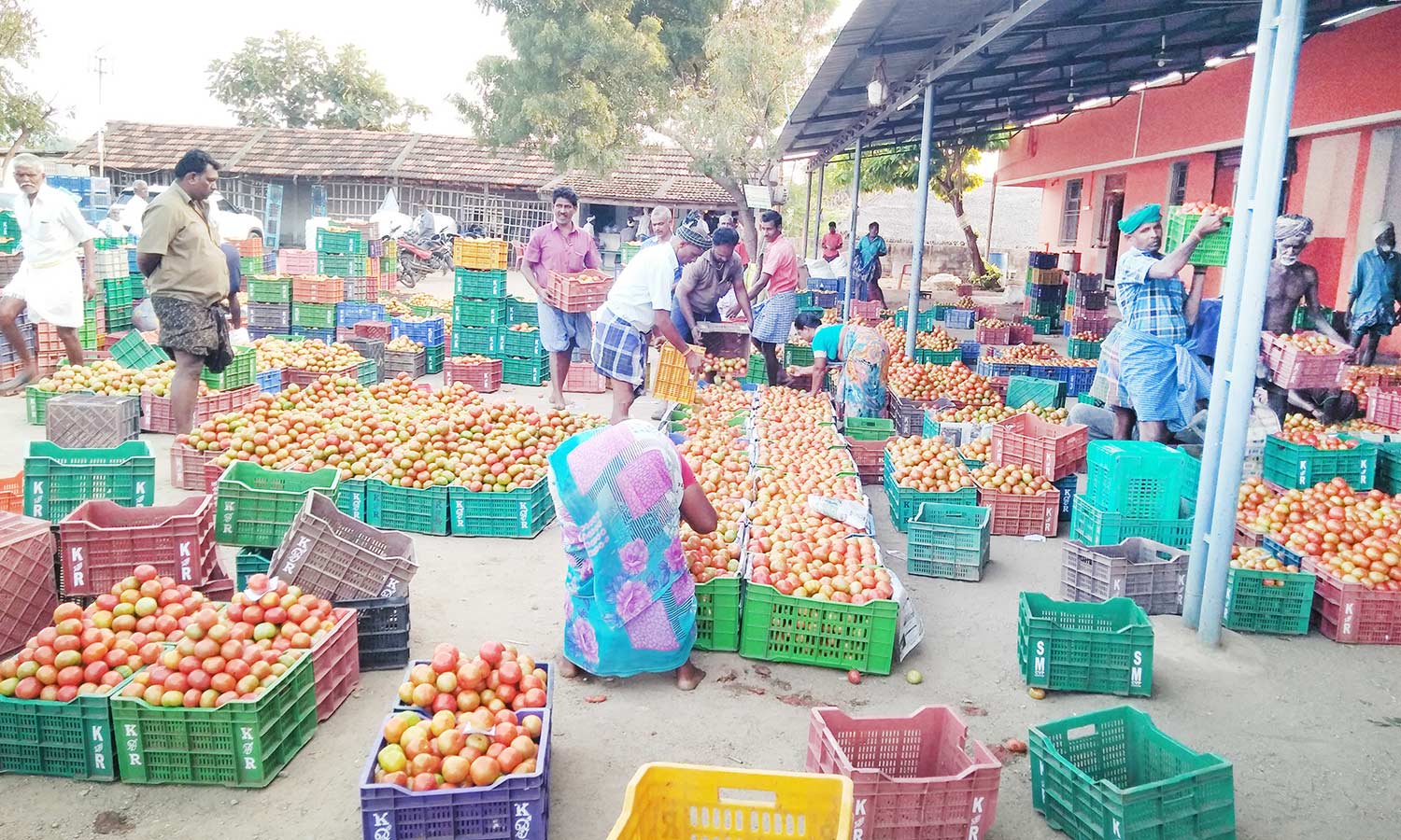 அய்யலூர் சந்தையில் தக்காளி விலை உயர்வு வெளியூர்களுக்கு எற்றுமதி