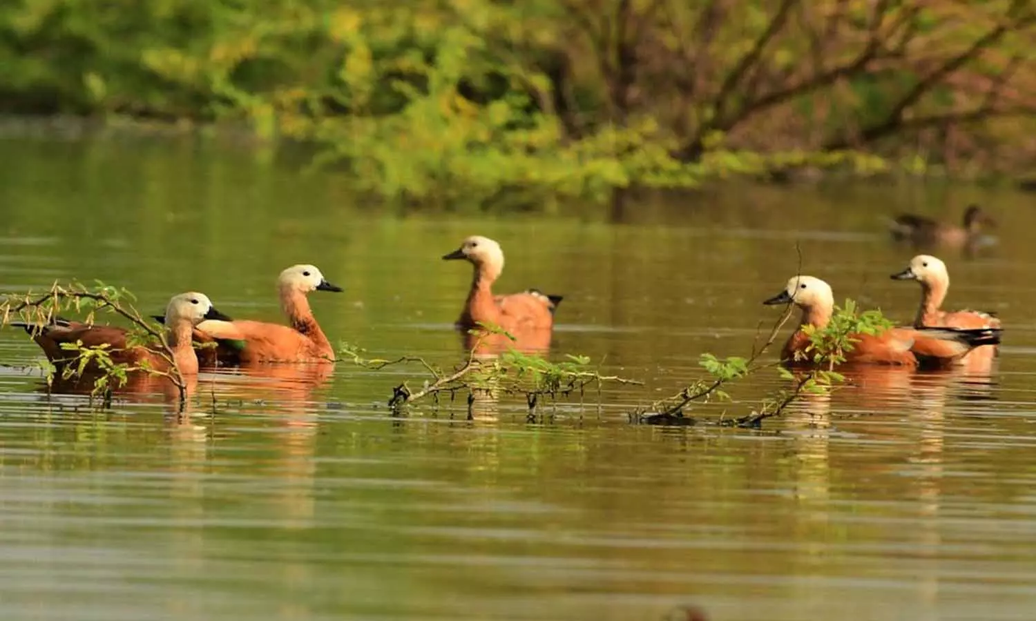 நஞ்சராயன்குளம் பறவைகள் புகைப்படங்களுடன் காலண்டர் வெளியீடு நஞ்சராயன்குளம் பறவைகள் புகைப்படங்களுடன் காலண்டர் வெளியீடு