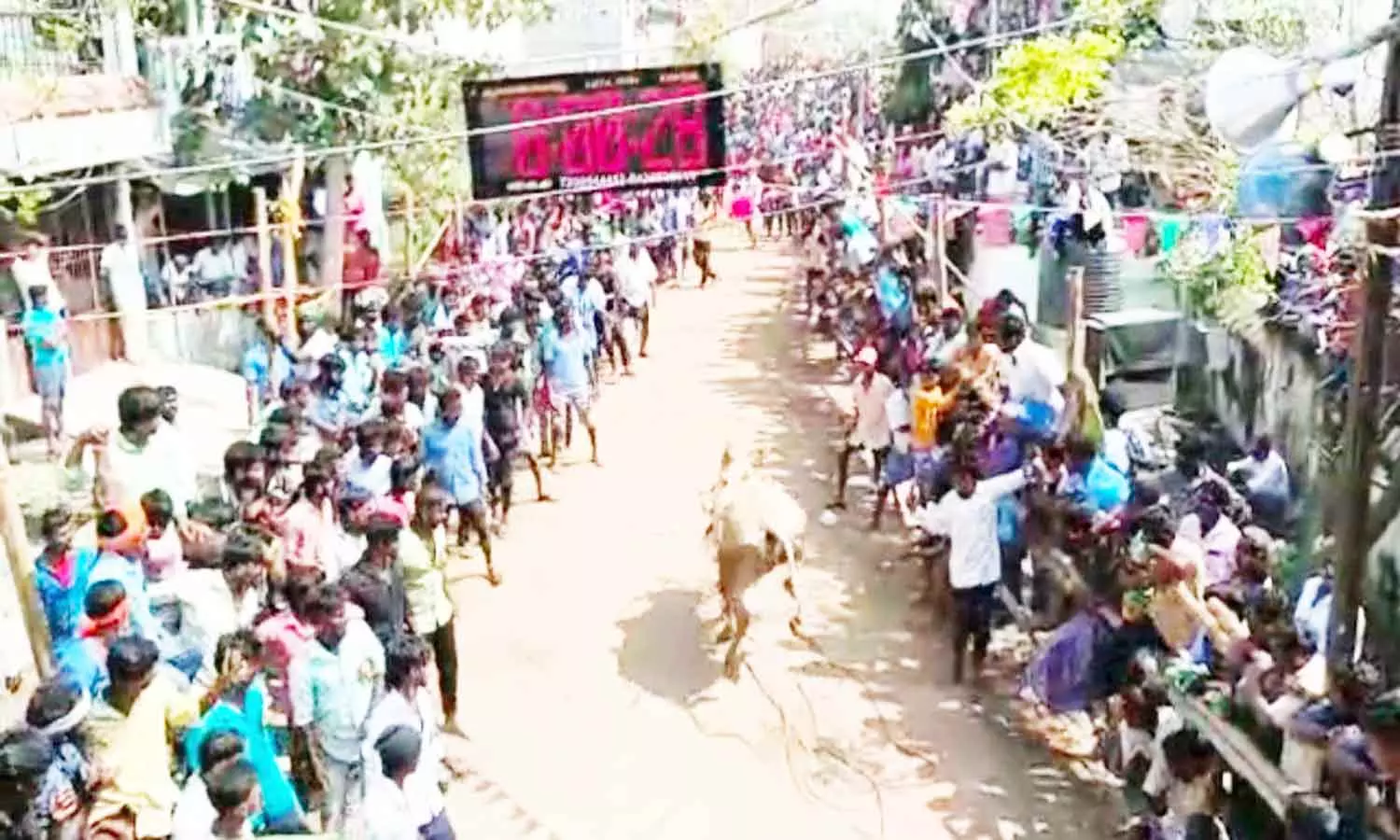 செங்கம் ஜி.என்.பாளையத்தில் எருது விடும் விழா