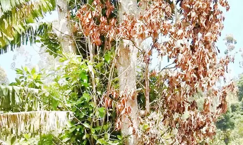 கொடைக்கானலில் மர்மநோய் தாக்குதலால் அவக்கோடா விவசாயம் பாதிப்பு