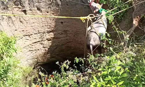 காளைகள் முட்டி 25 பேர் காயம்