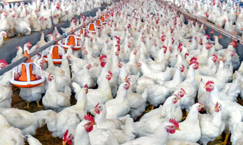 நாமக்கல் மண்டலத்தில் கறிக்கோழி விலை 3 ரூபாய் உயர்வு