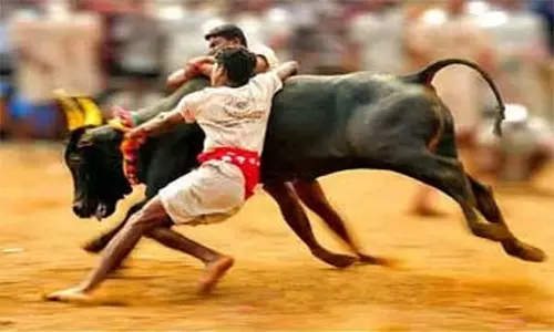 மாடு விடும் விழாவில் காளை சாவு குறித்து விசாரணை