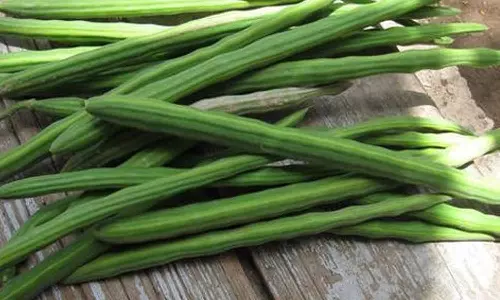 முருங்கையில் பூச்சி தாக்குதல் அதிகரிப்பு-விவசாயிகள் கவலை