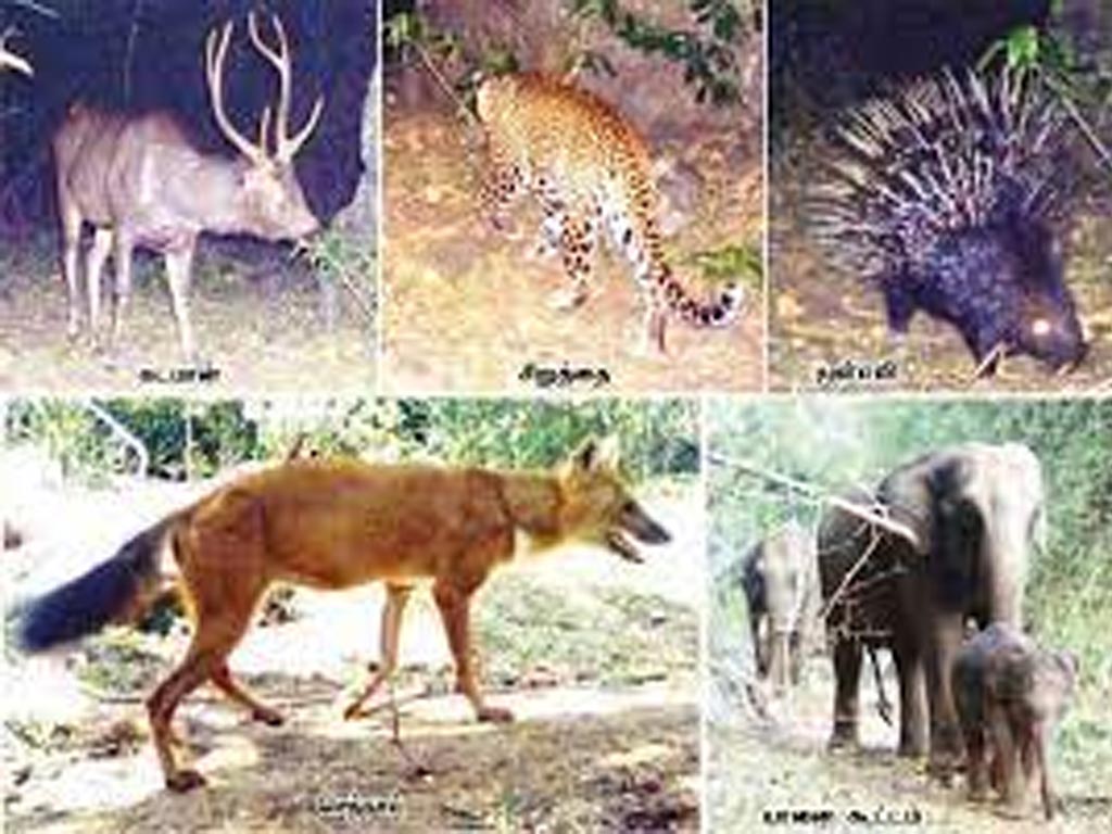  wild animals