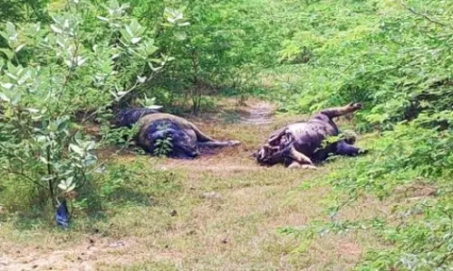 அழுகிய நிலையில் செத்து துர்நாற்றம் வீசும் பன்றிகள்...