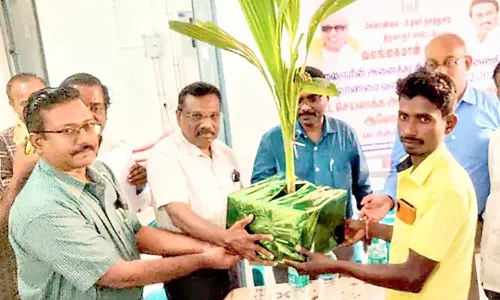 பயனாளிகளுக்கு தென்னங்கன்றுகள் வழங்கல்