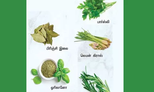 கோவையில் மானியத் திட்டத்தில் ரூ.750-க்கு 10 மூலிகை செடிகள் அடங்கிய மூலிகை தொகுப்பு