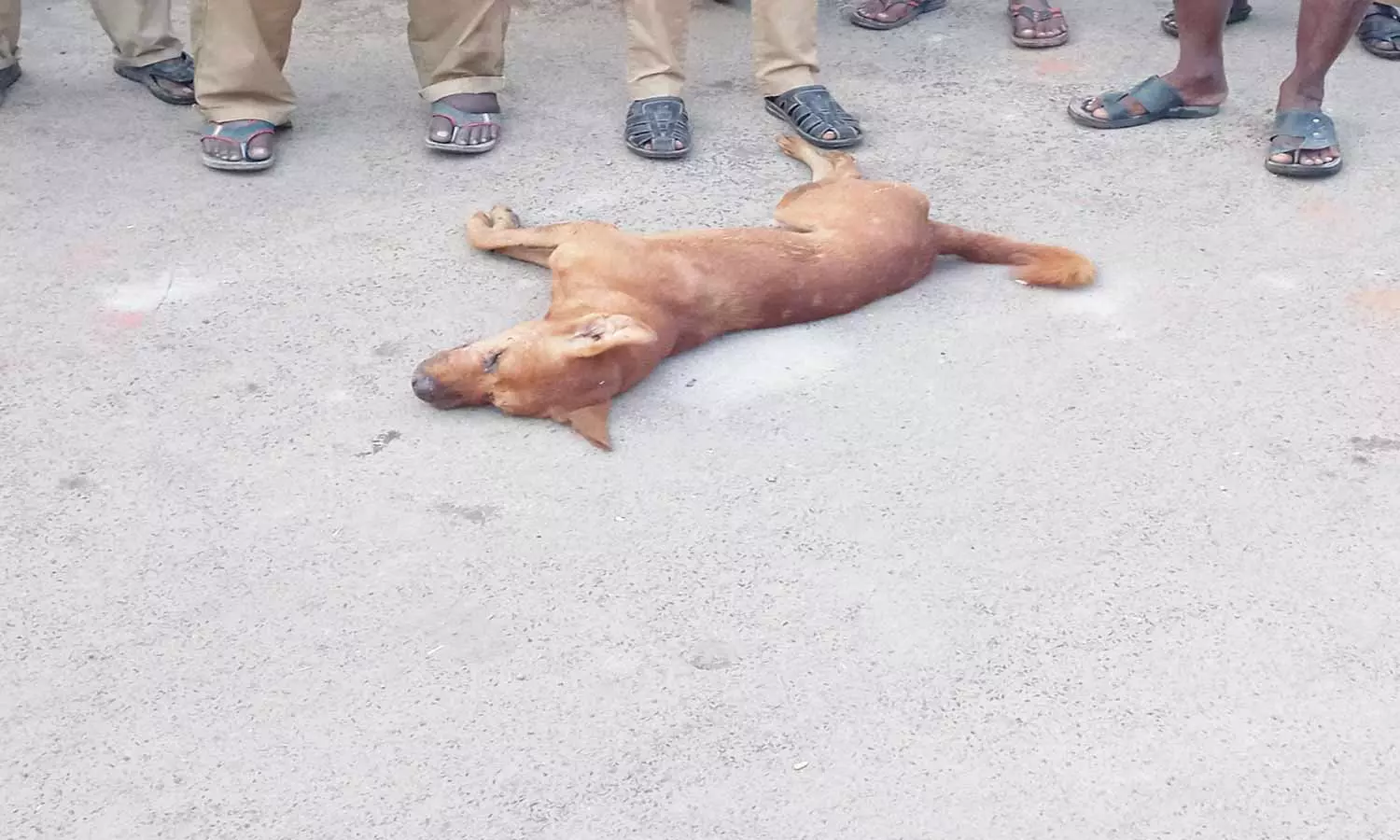 வெறிநாய் அடித்து கொலை வெறிநாய் அடித்து கொலை