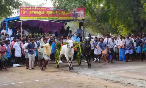தாராபுரத்தில் ரேக்ளா பந்தயம்