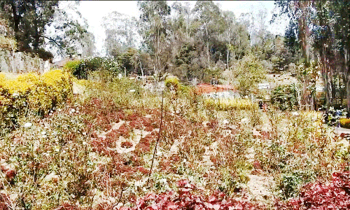 கொடைக்கானலில் பராமரிப்பு இல்லாததால் பாலைவனமாக மாறிய ரோஜா பூங்கா